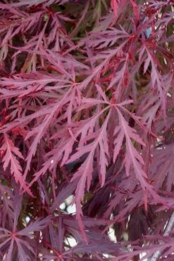 Red Dragon Dwarf Japanese Maple - 2 Gallon Pot -Stylish Garden Plant Store Japanese Maple Red Dragon 11 2