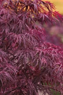 Red Dragon Dwarf Japanese Maple - 5 Gallon Pot