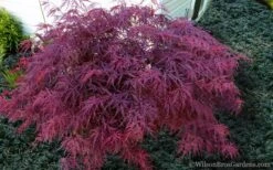Red Dragon Dwarf Japanese Maple - 2 Gallon Pot -Stylish Garden Plant Store Japanese Maple Red Dragon 21 2