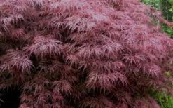 Red Dragon Dwarf Japanese Maple - 5 Gallon Pot -Stylish Garden Plant Store Japanese Maple Red Dragon 3