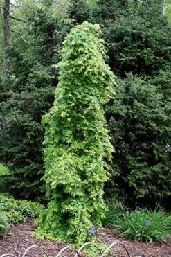 Ryusen Weeping Japanese Maple - 3 Gallon Pot -Stylish Garden Plant Store Japanese Maple Ryusen 1