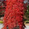 Ryusen Weeping Japanese Maple - 3 Gallon Pot