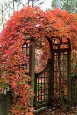 Ryusen Weeping Japanese Maple - 3 Gallon Pot -Stylish Garden Plant Store Japanese Maple Ryusen 2