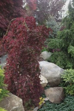 Ryusen Weeping Japanese Maple - 3 Gallon Pot -Stylish Garden Plant Store Japanese Maple Ryusen 5