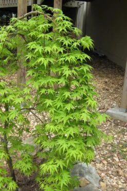 Ryusen Weeping Japanese Maple - 3 Gallon Pot -Stylish Garden Plant Store Japanese Maple Ryusen 6