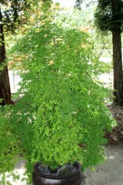 Ryusen Weeping Japanese Maple - 3 Gallon Pot -Stylish Garden Plant Store Japanese Maple Ryusen 8