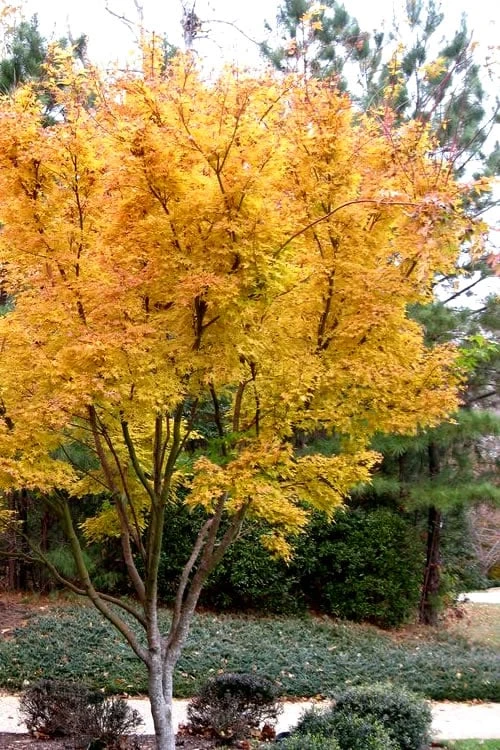 Sango Kaku Coral Bark Japanese Maple - 2 Gallon Pot 7 Sango Kaku Coral Bark Japanese Maple - 2 Gallon Pot - Image 5