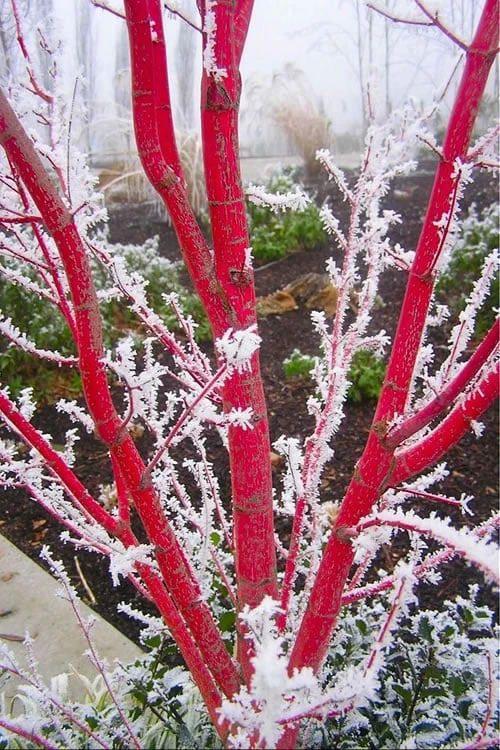 Sango Kaku Coral Bark Japanese Maple - 2 Gallon Pot 8 Sango Kaku Coral Bark Japanese Maple - 2 Gallon Pot - Image 6