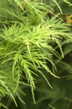 Seiryu Japanese Maple - 1 Gallon Pot -Stylish Garden Plant Store Japanese Maple Seiryu 22