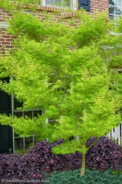 Seiryu Japanese Maple - 1 Gallon Pot -Stylish Garden Plant Store Japanese Maple Seiryu 23