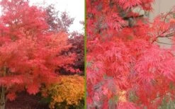 Seiryu Japanese Maple - 1 Gallon Pot -Stylish Garden Plant Store Japanese Maple Seiryu Fall Color