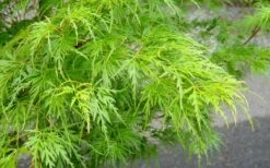 Seiryu Japanese Maple - 1 Gallon Pot -Stylish Garden Plant Store Japanese Maple Seiryu Spring Color
