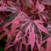 Shirazz Japanese Maple - 1 Gallon Pot 2 Shirazz Japanese Maple - 1 Gallon Pot -Stylish Garden Plant Store Japanese Maple Shirazz 12