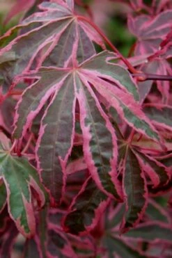 Shirazz Japanese Maple - 1 Gallon Pot -Stylish Garden Plant Store Japanese Maple Shirazz 6