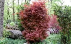Skeeter's Broom Japanese Maple - 3 Gallon Pot -Stylish Garden Plant Store Japanese Maple Skeeters Broom