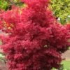 Skeeter's Broom Japanese Maple - 3 Gallon Pot -Stylish Garden Plant Store Japanese Maple Skeeters Broom 500x750 1