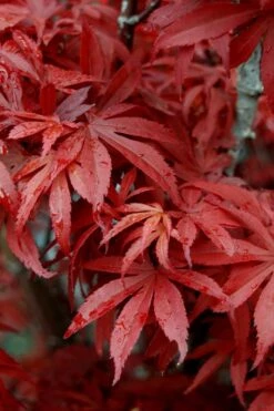 Skeeter's Broom Japanese Maple - 3 Gallon Pot -Stylish Garden Plant Store Japanese Maple Skeeters Broom 6