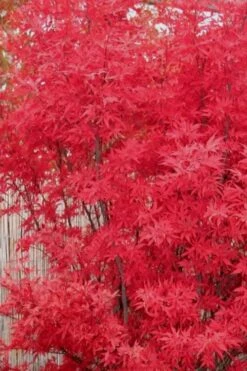 Skeeter's Broom Japanese Maple - 3 Gallon Pot -Stylish Garden Plant Store Japanese Maple Skeeters Broom 7