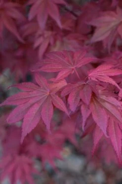 Skeeter's Broom Japanese Maple - 3 Gallon Pot -Stylish Garden Plant Store Japanese Maple Skeeters Broom 8