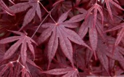 Bloodgood Red Leaf Japanese Maple - 1 Gallon Pot 14 Bloodgood Red Leaf Japanese Maple - 1 Gallon Pot -Stylish Garden Plant Store Japanese Maple Spring Foliage