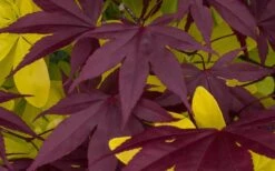 Bloodgood Red Leaf Japanese Maple - 1 Gallon Pot 15 Bloodgood Red Leaf Japanese Maple - 1 Gallon Pot -Stylish Garden Plant Store Japanese Maple Summer Color