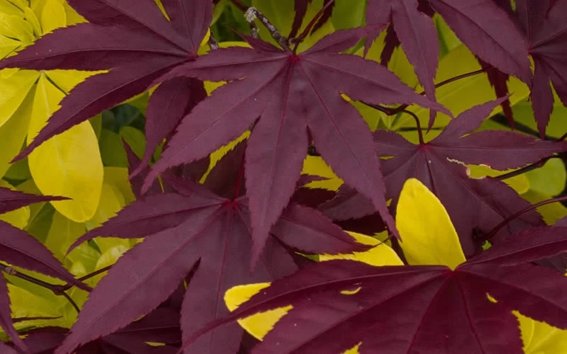 Bloodgood Red Leaf Japanese Maple - 1 Gallon Pot 7 Bloodgood Red Leaf Japanese Maple - 1 Gallon Pot - Image 5