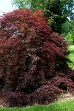 Tamukeyama Dwarf Red Japanese Maple - 1 Gallon Pot - High Grafted Tree Form -Stylish Garden Plant Store Japanese Maple Tamukeyama 10 1