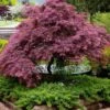 Tamukeyama Dwarf Red Japanese Maple - 1 Gallon Pot -Stylish Garden Plant Store Japanese Maple Tamukeyama 11