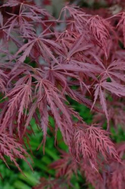 Tamukeyama Dwarf Red Japanese Maple - 1 Gallon Pot - High Grafted Tree Form -Stylish Garden Plant Store Japanese Maple Tamukeyama 13 1