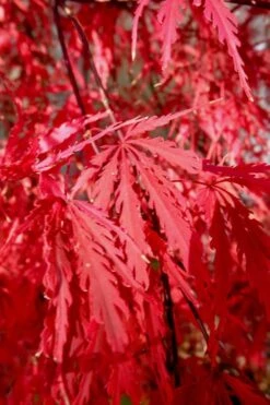 Tamukeyama Dwarf Red Japanese Maple - 1 Gallon Pot - High Grafted Tree Form -Stylish Garden Plant Store Japanese Maple Tamukeyama 14 1