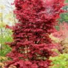 Twombly's Red Sentinel Japanese Maple - 2 Gallon Pot (3-4') 1 Twombly's Red Sentinel Japanese Maple - 2 Gallon Pot (3-4') -Stylish Garden Plant Store Japanese Maple Twombleys Red Sentinel 500x750 1