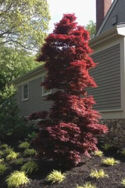 Twombly's Red Sentinel Japanese Maple - 2 Gallon Pot (3-4') -Stylish Garden Plant Store Japanese Maple Twomblys Red Sentinel 10