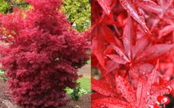 Twombly's Red Sentinel Japanese Maple - 2 Gallon Pot (3-4') -Stylish Garden Plant Store Japanese Maple Twomblys Red Sentinel Fall Color