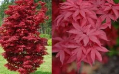Twombly's Red Sentinel Japanese Maple - 2 Gallon Pot (3-4') -Stylish Garden Plant Store Japanese Maple Twomblys Red Sentinel Spring