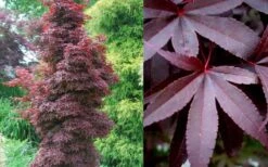 Twombly's Red Sentinel Japanese Maple - 2 Gallon Pot (3-4') -Stylish Garden Plant Store Japanese Maple Twomblys Red Sentinel Summer