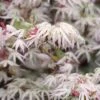 Ukigumo Floating Cloud Ghost Japanese Maple - 7 Gallon Pot -Stylish Garden Plant Store Japanese Maple Ukigumo Floating Cloud 14