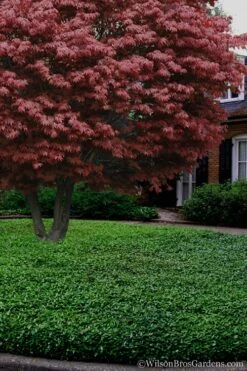 Asian Jasmine (Trachelospermum Asiaticum) - 36 Pack Of 3.5" Pint Pots -Stylish Garden Plant Store Jasmine Asian 21