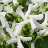 Confederate Jasmine Vine (Trachelospermum Jasminoides) - 2 Gallon Pot -Stylish Garden Plant Store Jasmine Confederate 500x750 1