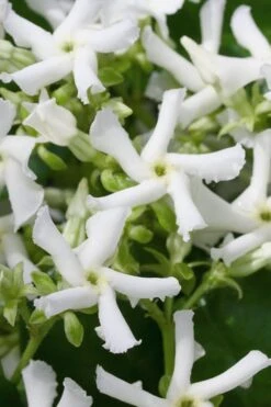 Confederate Jasmine Vine (Trachelospermum Jasminoides) - 2 Gallon Pot