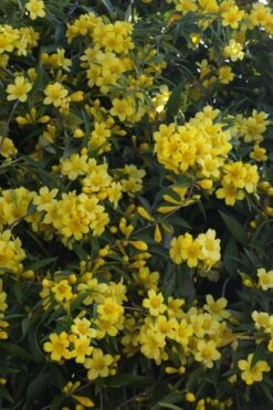 Duet Yellow Jasmine (Jessamine) - 2 Gallon Pot -Stylish Garden Plant Store Jasmine Duet 5