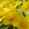Duet Yellow Jasmine (Jessamine) - 2 Gallon Pot -Stylish Garden Plant Store Jasmine Duet 7