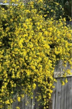Duet Yellow Jasmine (Jessamine) - 2 Gallon Pot -Stylish Garden Plant Store Jasmine Duet 8