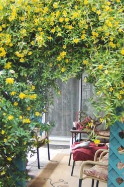 Duet Yellow Jasmine (Jessamine) - 2 Gallon Pot -Stylish Garden Plant Store Jasmine Duet 9
