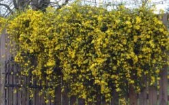 Duet Yellow Jasmine (Jessamine) - 2 Gallon Pot -Stylish Garden Plant Store Jasmine Duet On Fence