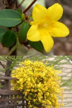 Swamp Carolina Jasmine (Jessamine) - Gelsemium Rankinii - 2 Gallon Pot 9 Swamp Carolina Jasmine (Jessamine) - Gelsemium Rankinii - 2 Gallon Pot -Stylish Garden Plant Store Jasmine rankinii Swamp Jessamine 1