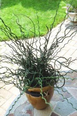 Big Twister Giant Corkscrew Rush (Juncus Effusus) - 1 Gallon Pot -Stylish Garden Plant Store Juncus Big Twister 10