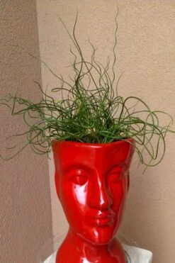 Big Twister Giant Corkscrew Rush (Juncus Effusus) - 1 Gallon Pot -Stylish Garden Plant Store Juncus Big Twister 11