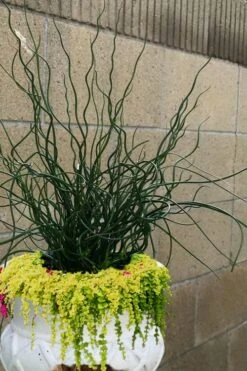 Big Twister Giant Corkscrew Rush (Juncus Effusus) - 1 Gallon Pot -Stylish Garden Plant Store Juncus Big Twister 12