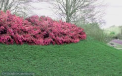 Blue Pacific Juniper - 1 Gallon Pot -Stylish Garden Plant Store Juniper Blue Pacific 16