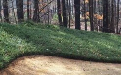 Blue Pacific Juniper - 1 Gallon Pot -Stylish Garden Plant Store Juniper Blue Pacific